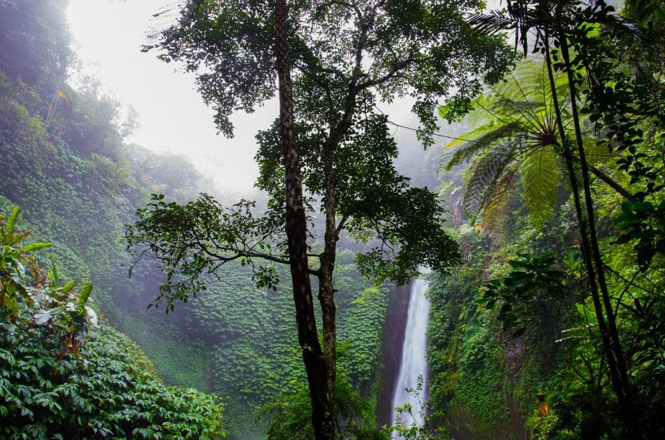 Cascada en medio de la selva con niebla